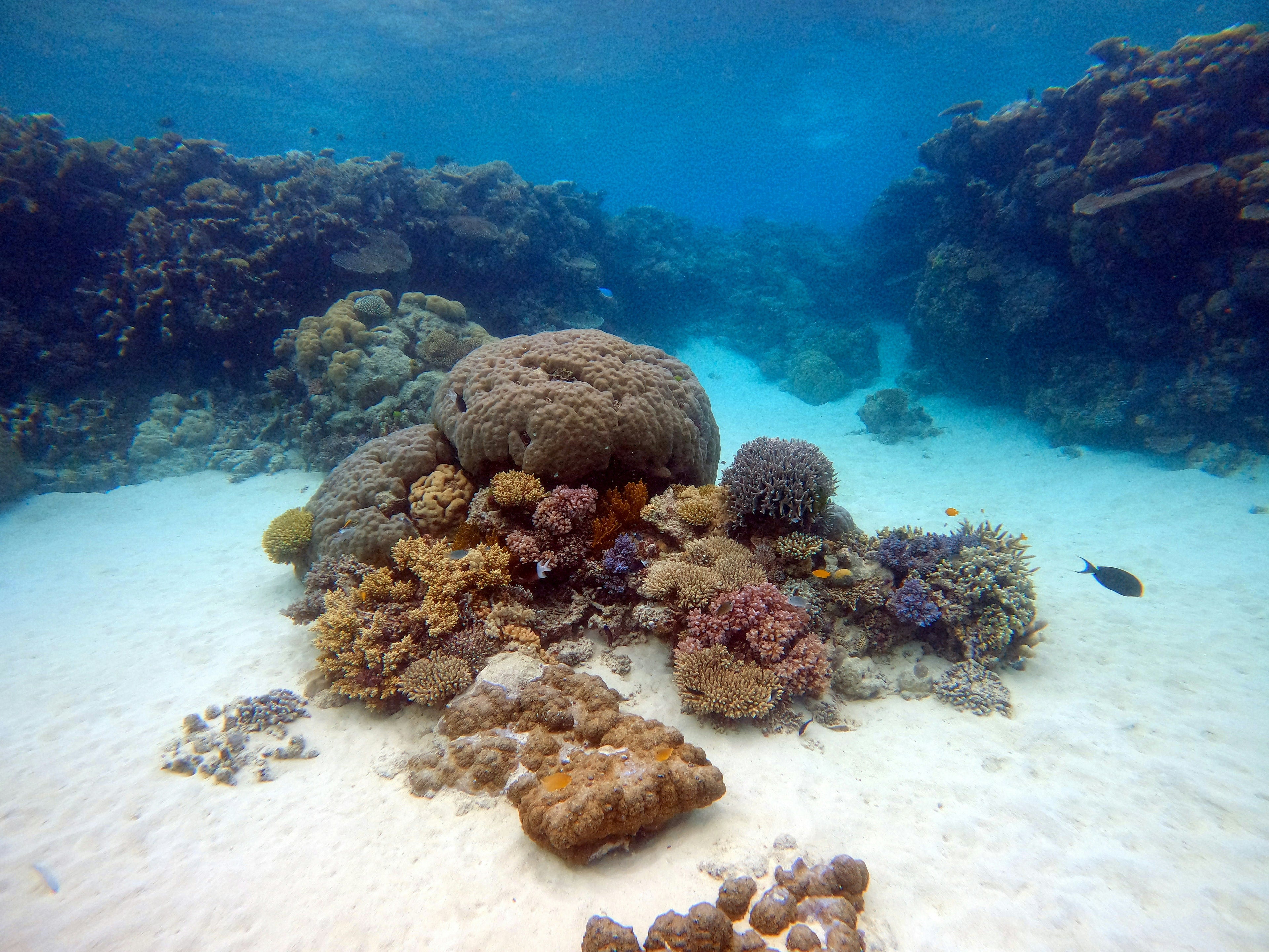 Great Barrier Reef Virtual Dive & Ecology Module